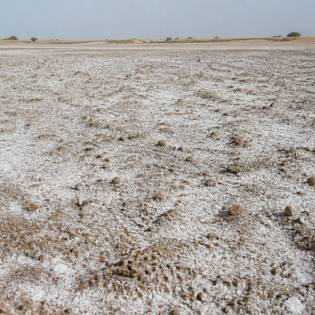 Saline Soil (Thar Desert)