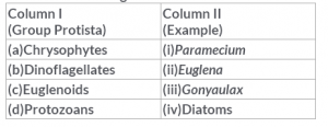 Kingdoms  Monera and Protista Multiple Choice Questions for CBSE Class 11 Biology   Topperlearning