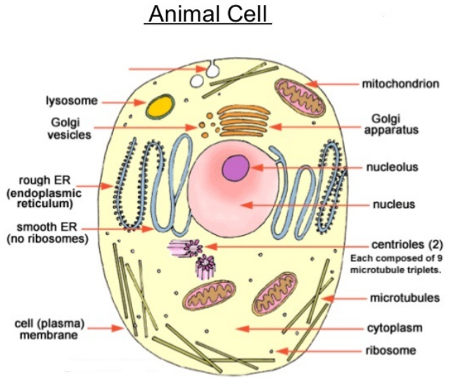 Revision Notes Class 8 Chapter 8 Cell – Structure and Functions