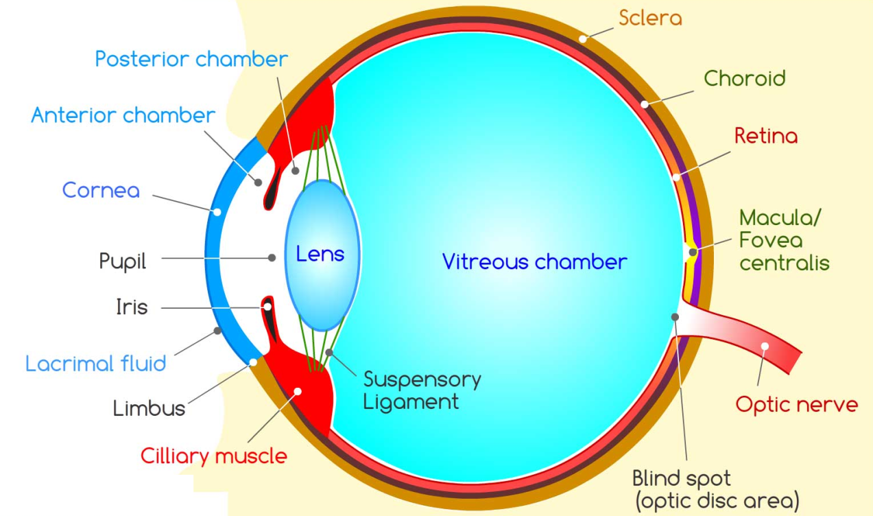 Revision Notes Class 8 Chapter 16 Light