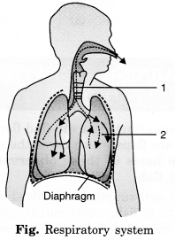 MCQ Respiration in Organisms Chapter 10 Class 7 Science