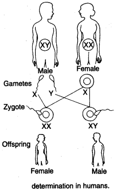 heredity-and-evolution-cbse-notes-for-class-10-science-2