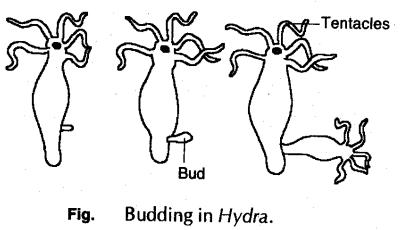 Budding in Hydra - CBSE notes for Class 10 Science