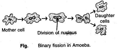 Fission - How do Organisms Reproduce - CBSE Notes for Class 10 Science