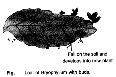 Leaf Of Bryophyllum with Buds - CBSE Notes for Class 10 Science 