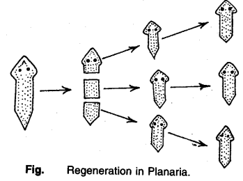 Regeneration in Planaria - CBSE Notes for Class 10 Science