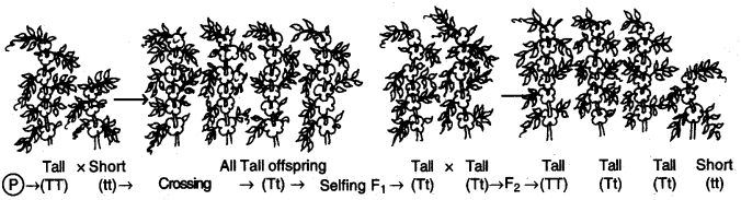 heredity-and-evolution-cbse-notes-for-class-10-science-3