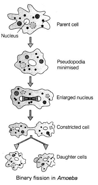 reproduction-in-organisms-cbse-notes-for-class-12-biology-2