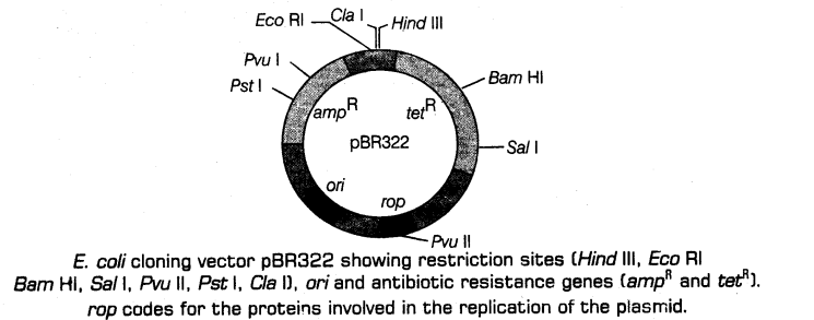 biotechnology-principles-and-processes-cbse-notes-for-class-12-biology-3