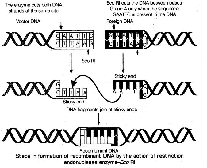 biotechnology-principles-and-processes-cbse-notes-for-class-12-biology-1