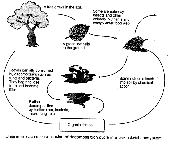 ecosystem-cbse-notes-class-12-biology-1