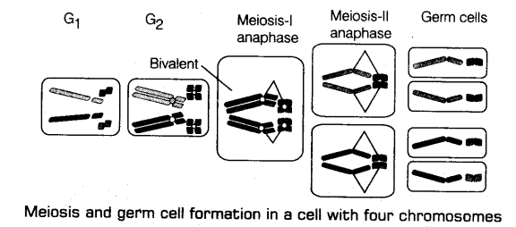 principles-of-inheritance-and-variation-cbse-notes-for-class-12-biology-9