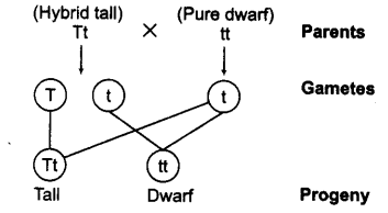 principles-of-inheritance-and-variation-cbse-notes-for-class-12-biology-6