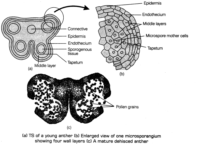 sexual-reproduction-flowering-plants-cbse-notes-class-12-biology-2