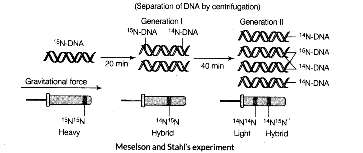 molecular-basis-of-inheritance-cbse-notes-for-class-12-biology-7