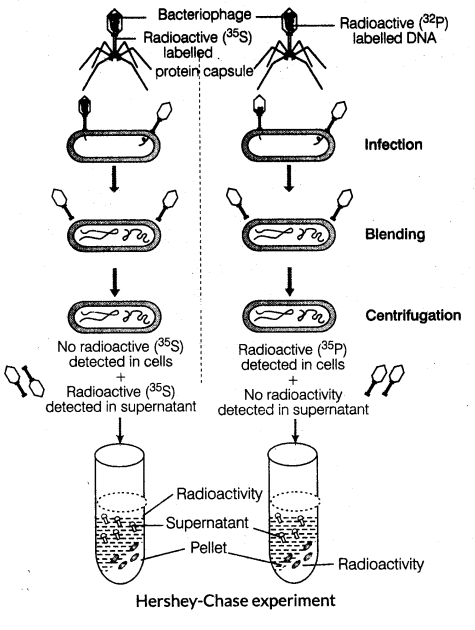 molecular-basis-of-inheritance-cbse-notes-for-class-12-biology-5