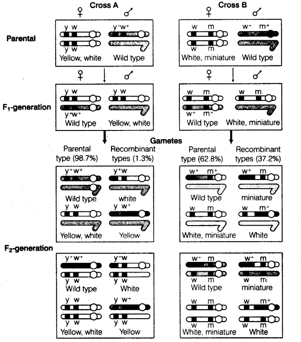 principles-of-inheritance-and-variation-cbse-notes-for-class-12-biology-10