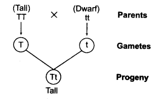 principles-of-inheritance-and-variation-cbse-notes-for-class-12-biology-7