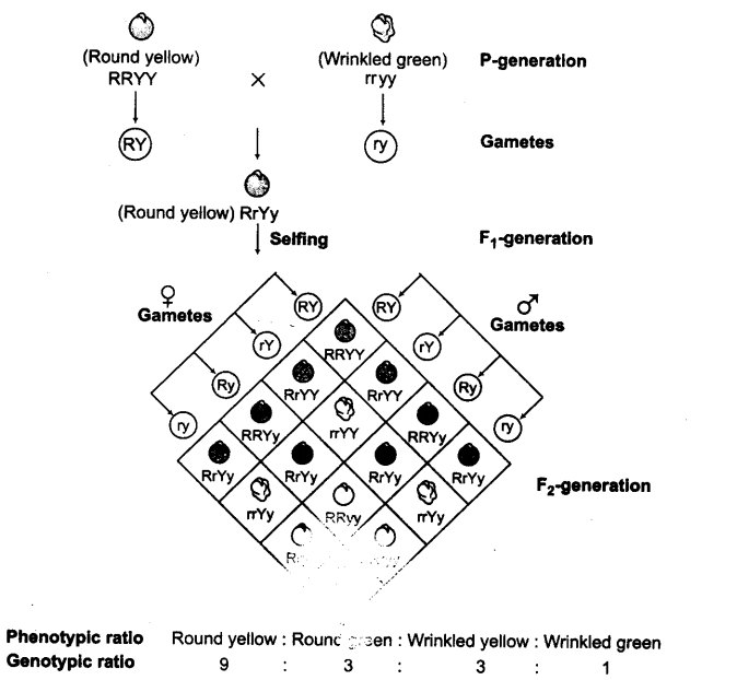 principles-of-inheritance-and-variation-cbse-notes-for-class-12-biology-3