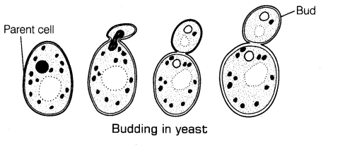 reproduction-in-organisms-cbse-notes-for-class-12-biology-3