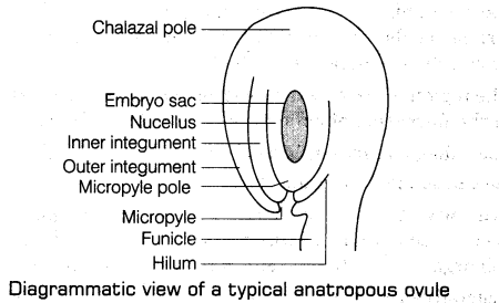 sexual-reproduction-flowering-plants-cbse-notes-class-12-biology-3