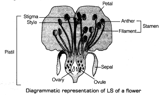 sexual-reproduction-flowering-plants-cbse-notes-class-12-biology-1