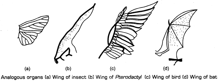 evolution-cbse-notes-for-class-12-biology-3