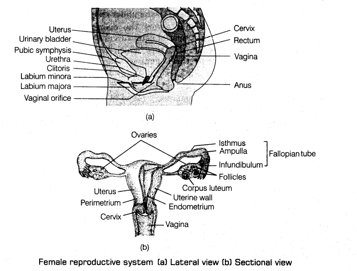 human-reproduction-cbse-notes-class-12-biology-3