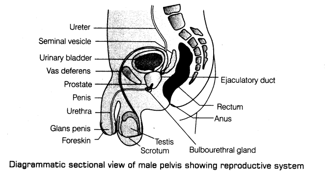 human-reproduction-cbse-notes-class-12-biology-1