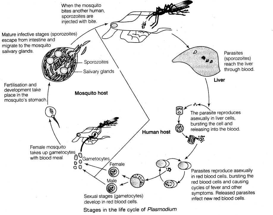 human-health-disease-cbse-notes-class-12-biology-2