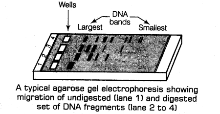 biotechnology-principles-and-processes-cbse-notes-for-class-12-biology-2