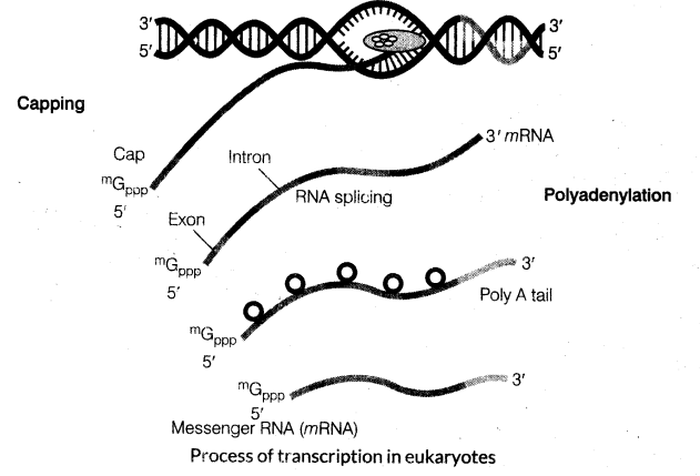 molecular-basis-of-inheritance-cbse-notes-for-class-12-biology-10