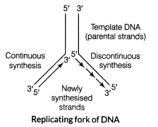 molecular-basis-of-inheritance-cbse-notes-for-class-12-biology-8