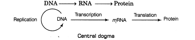 molecular-basis-of-inheritance-cbse-notes-for-class-12-biology-6