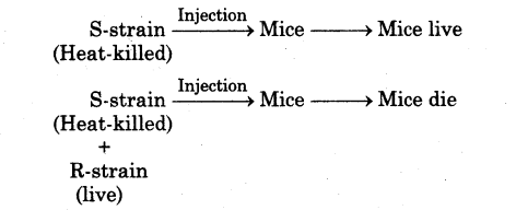 molecular-basis-of-inheritance-cbse-notes-for-class-12-biology-4