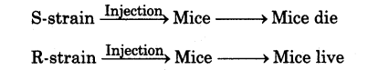 molecular-basis-of-inheritance-cbse-notes-for-class-12-biology-3