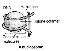 molecular-basis-of-inheritance-cbse-notes-for-class-12-biology-2