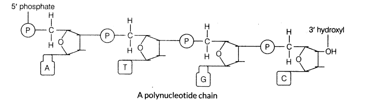 molecular-basis-of-inheritance-cbse-notes-for-class-12-biology-1