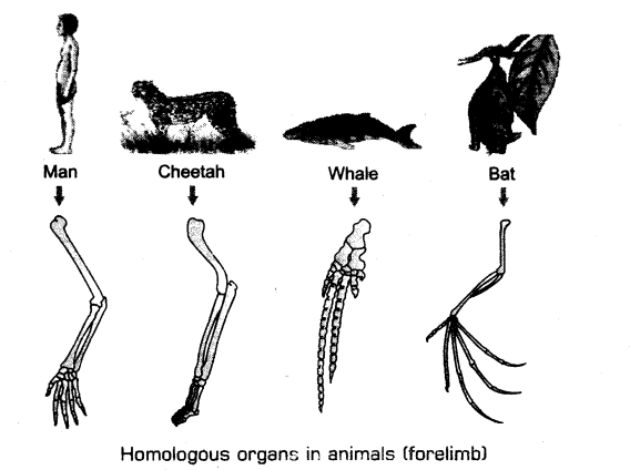 evolution-cbse-notes-for-class-12-biology-2