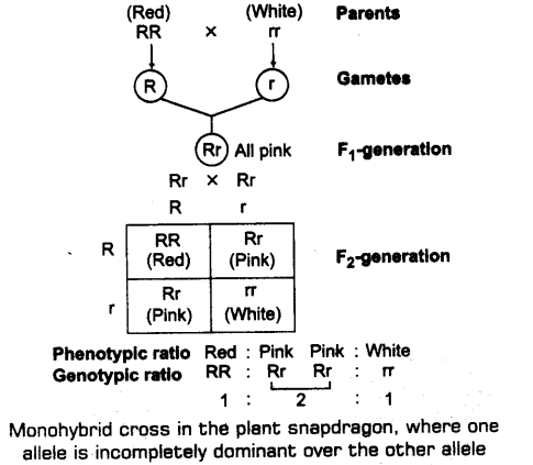 principles-of-inheritance-and-variation-cbse-notes-for-class-12-biology-4