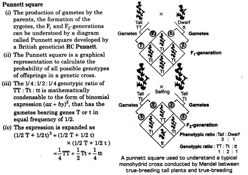 principles-of-inheritance-and-variation-cbse-notes-for-class-12-biology-2