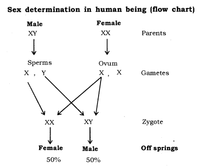 Heredity and Evolution Class 10 Notes Science Chapter 9 3