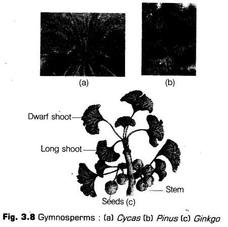 plant-kingdom-cbse-notes-class-11-biology-11