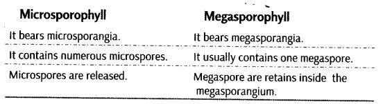 plant-kingdom-cbse-notes-class-11-biology-10