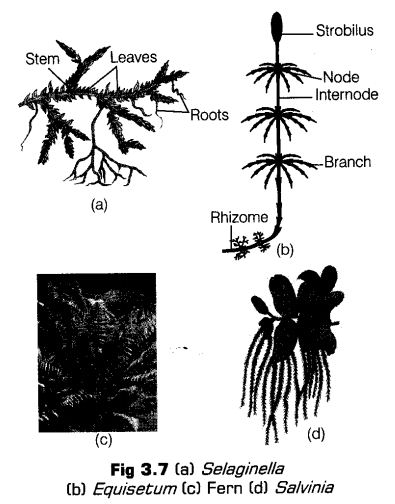 plant-kingdom-cbse-notes-class-11-biology-8