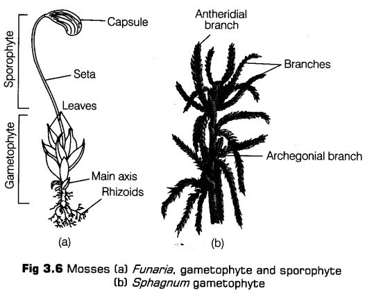 plant-kingdom-cbse-notes-class-11-biology-6