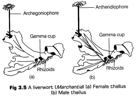 plant-kingdom-cbse-notes-class-11-biology-5