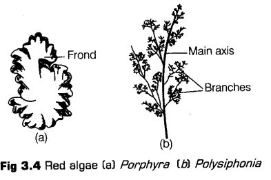 plant-kingdom-cbse-notes-class-11-biology-4