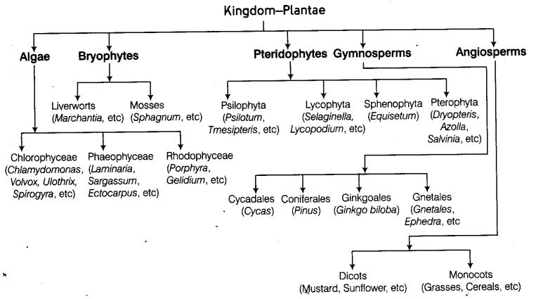 plant-kingdom-cbse-notes-class-11-biology-1