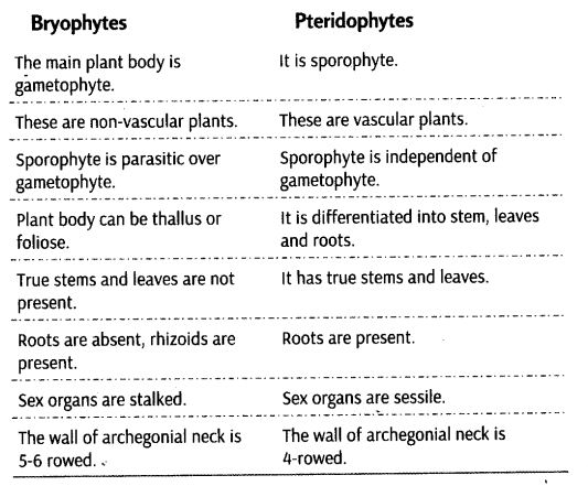 plant-kingdom-cbse-notes-class-11-biology-9